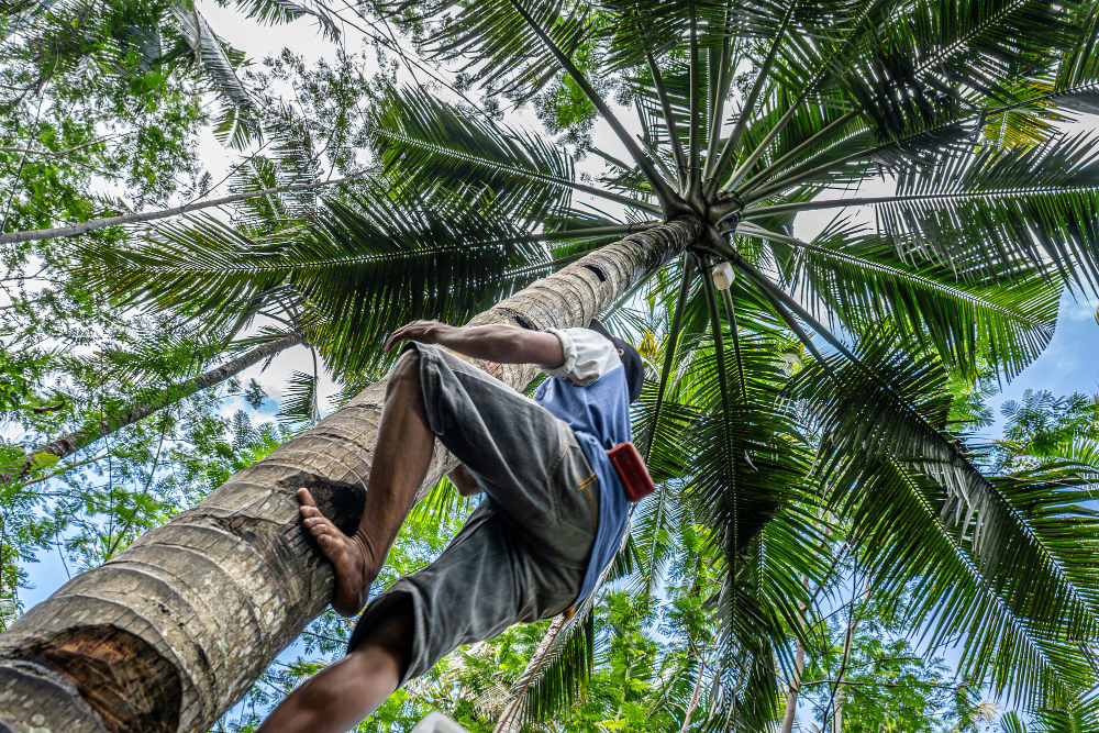 Palm Tree Services Comprehensive Care for Your Trees