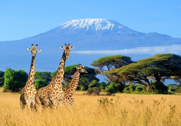 Discover the Ultimate Serengeti Safari Experience with Expert African Safari Travel Agents