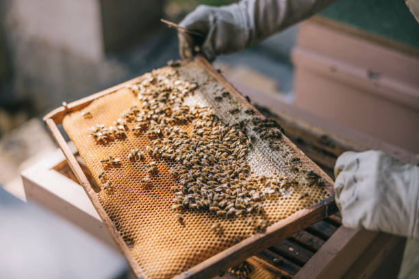 Transforming Rooftops into Bee Sanctuaries: Urban Beekeeping Unveiled