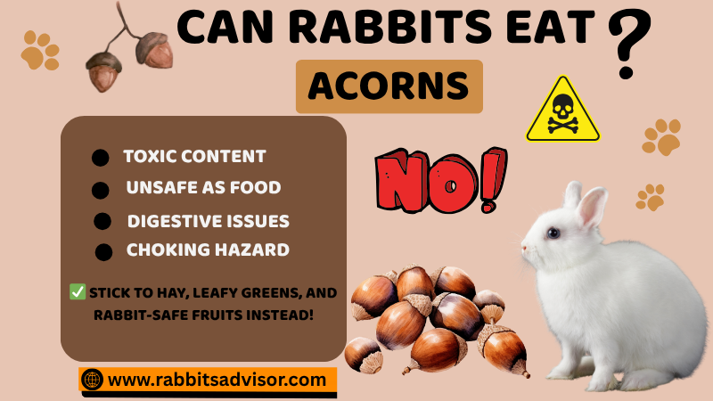 Can Rabbits Digest Acorns? Facts You Shouldn't Ignore